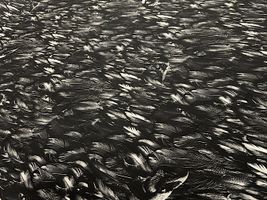 Gothicインクジェットシーチングプリント「Crow」_拡大イメージ