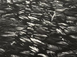 Gothicインクジェットシーチングプリント「Crow」_拡大イメージ