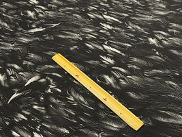 Gothicインクジェットシーチングプリント「Crow」_拡大イメージ