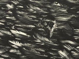 Gothicインクジェットシーチングプリント「Crow」_拡大イメージ