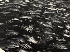 Gothicインクジェットシーチングプリント「Crow」_拡大イメージ