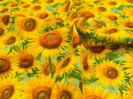 ひまわり畑のインクジェットシーチングプリント_拡大イメージ