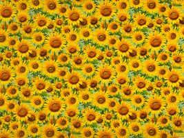 ひまわり畑のインクジェットシーチングプリント_拡大イメージ