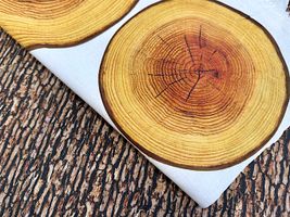 まるで本物の切り株!?のようなシーチングパネルプリントブラウン