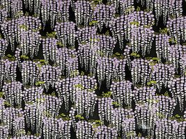 コットンこばやし サザンクロスプリント「藤の花文様」_拡大イメージ