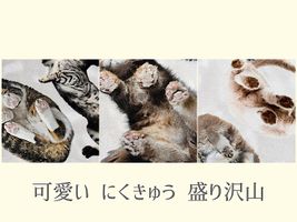 『mingswim(ミンスイ)』猫のいる暮らし_拡大イメージ