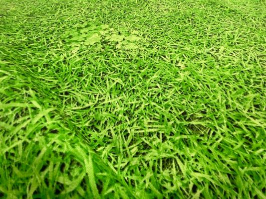 コッカ キャンバスプリント「芝生でゴロン」