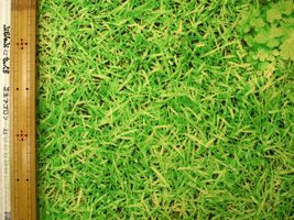 コッカ キャンバスプリント「芝生でゴロン」緑