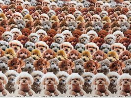 大集合！トイプードルのインクジェットシーチングプリントその他